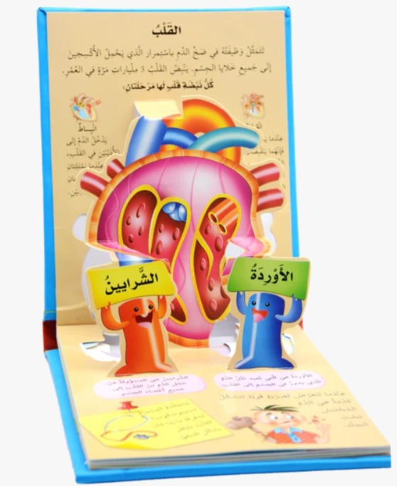 جسم الانسان الدماغ و القلب